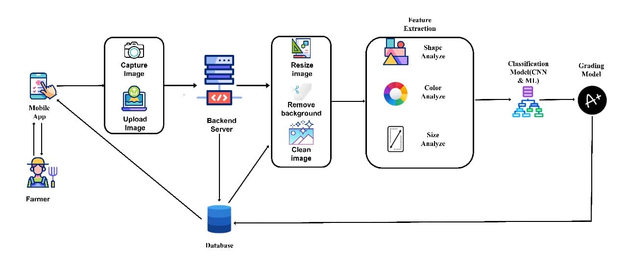 Bean Type & Grade Identification